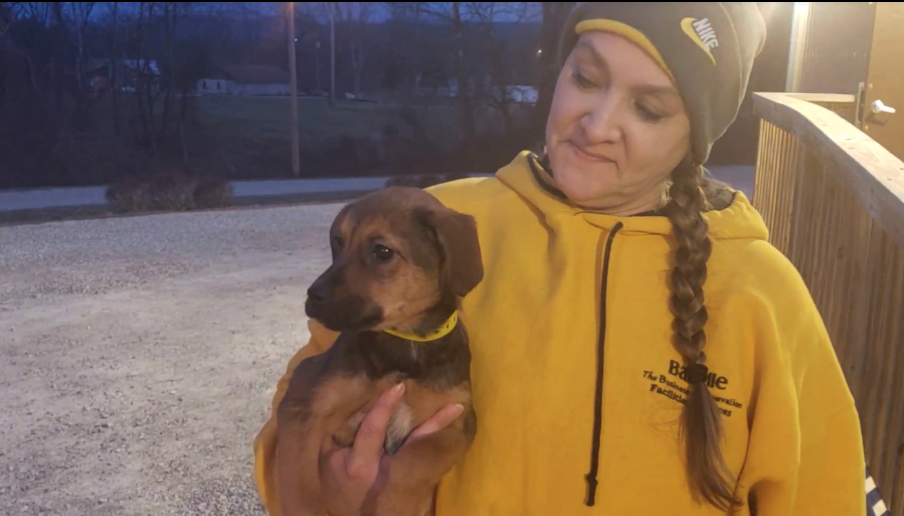37 Dogs Rescued from Portsmouth, Ohio NDLB