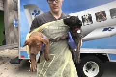 No Dog Left Behind 50 Dog Rescue Mission0005
