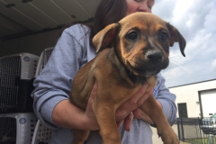 Dog-Rescued-From-Kentucky