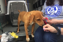 Rescue-Team-Brings-Dog-to-PA