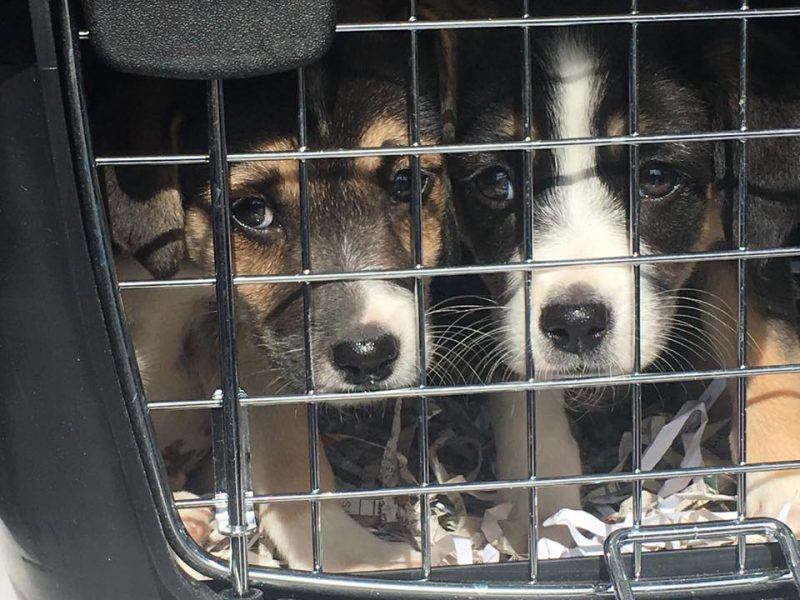 No Dog Left Behind Travels to Kentucky to Rescue 11 Dogs from Over