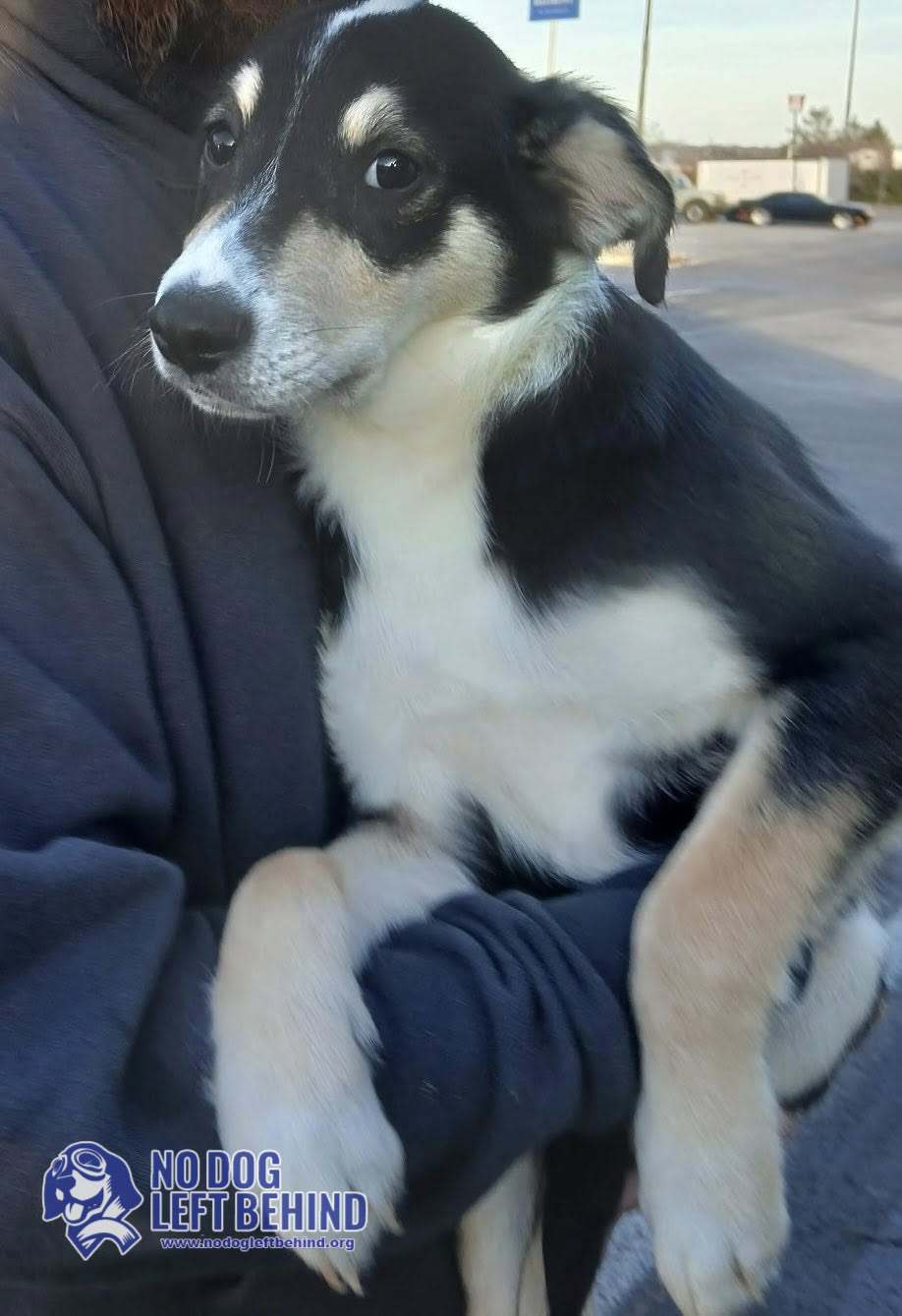 601373729_1284497310376981_1494406038288626307_n